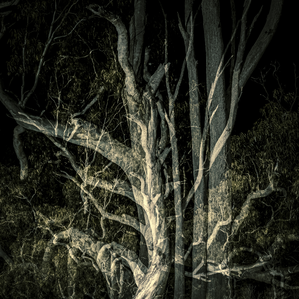 Night trees 5a